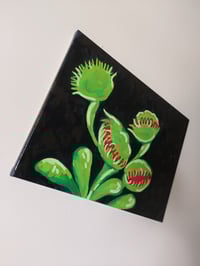 Image 5 of Venus Fly Trap