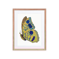 Image 1 of Framed poster of Butterfly
