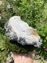 Image 2 of Honey Calcite Clam in Matrix 