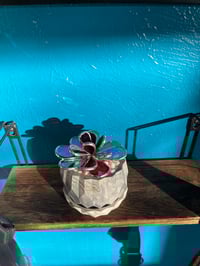 Image 5 of Red Succulent in Pot