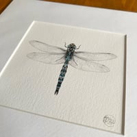 Image 2 of Colour Dragonfly Giclee Prints