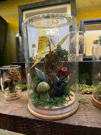 Image 4 of Terrarium Building Workshop Thurs 20th 5th March