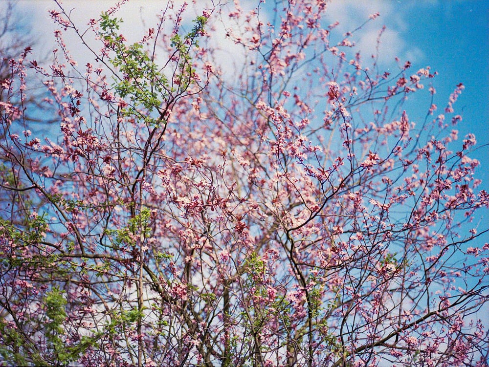 Image of Pink Flowers