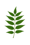 Neem 