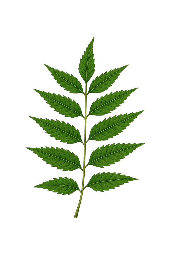 Neem 