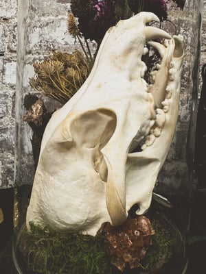 Image of Antique Coyote Skull Cloche