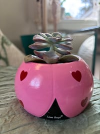 Image 3 of Ghost Plant in Pink Ladybug 