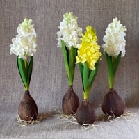 Image 1 of Hyacinth 
