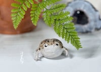Image 3 of Desert Rain Frogs