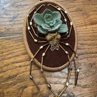 Image 1 of Succulent spider (f, 4x5 inches)