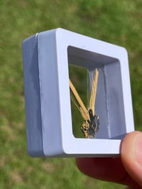 Image 5 of Golden Rutile Star specimen #1853
