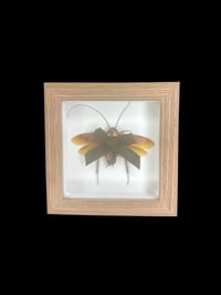 Image 1 of periplanta americana mini frame