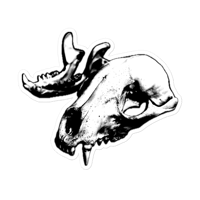 Raccoon Skull Sticker