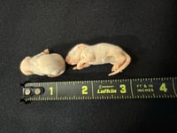 Image 1 of Peach Fuzz Mouse