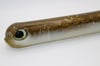 Golden Shiner