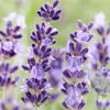 Lavender 3oz