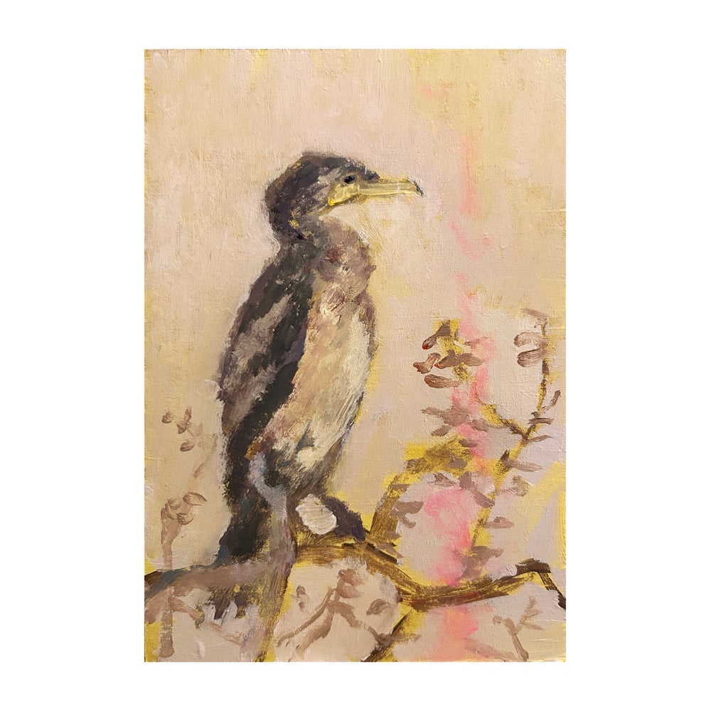 Image of ‘Pink Cormorant’