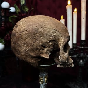 Image of Male Human Skull