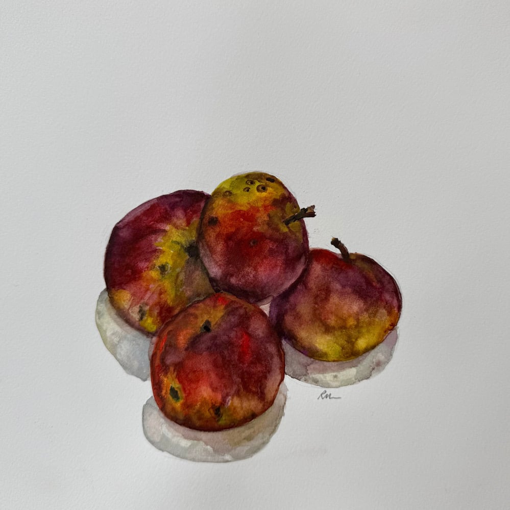 Image of Arkansas Black Apples III