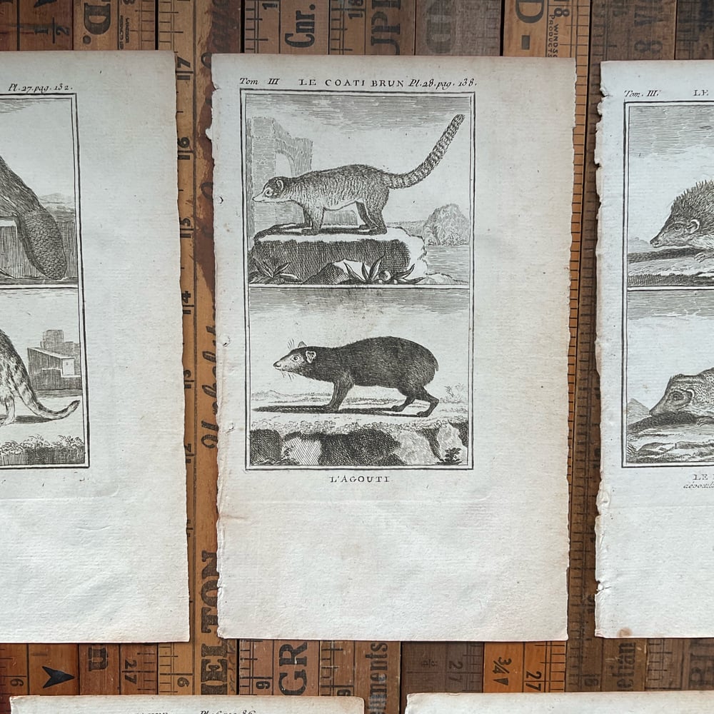 Image of French Animal Engravings set no.3