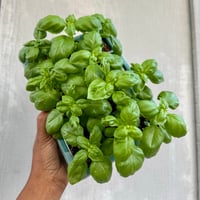 Everleaf Basil