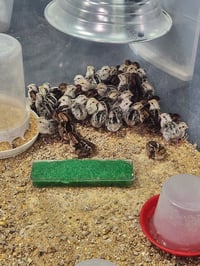 Image 1 of Snowflake Chicks