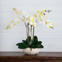 Phalaenopsis Orchid Arrangement