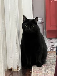 Image 2 of No Drama Finn