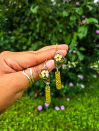 Bridal wreath butterflies 