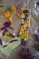 Image 5 of Farbenfroh durch das Jahr