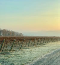 Image 1 of Vineyard at Rest