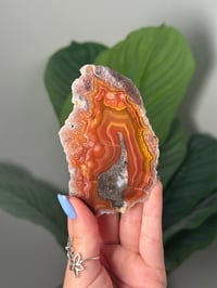 Image 1 of BUBBLY RED LAGUNA AGATE SLICE E