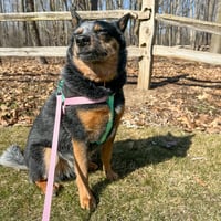 Image 2 of Walking Set