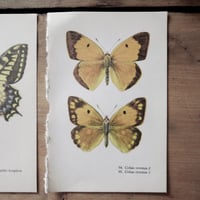 Image 3 of Planches De Papillons (Lot De 3)