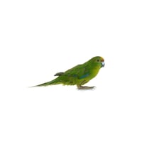 Red Fronted Kakariki