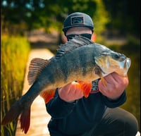 Image 4 of Predator Streamer 