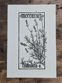 Image 1 of Mercurius Lavandula • Planherbarium linocut paper print