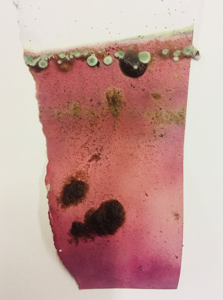 Image of Madder Root