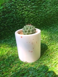 Image 1 of Terrazzo Mammillaria Cylinder Large