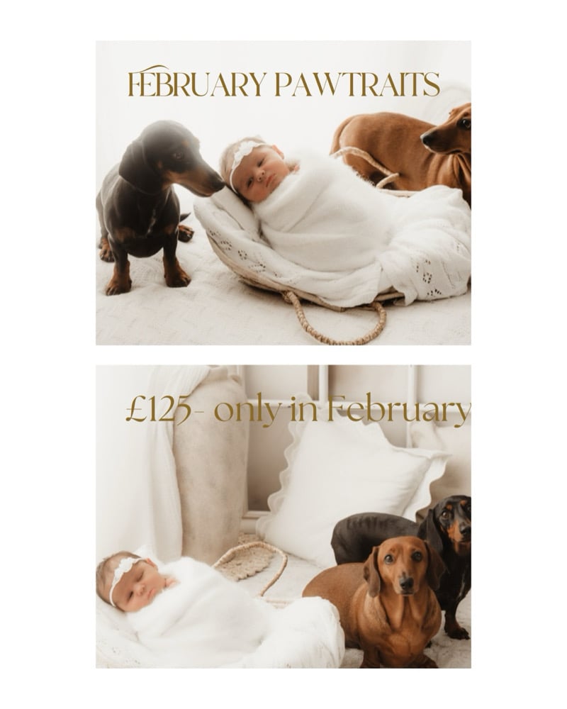 Image of Pawtraits mini sessions deposit only 