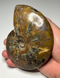 Image 14 of Large Purple Iridescent Ammonite Fossil #2443