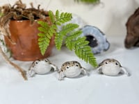 Image 2 of Desert Rain Frogs