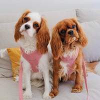 Image 2 of MILANO CORDUROY HARNESS - DUSTY PINK