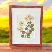 Image 1 of Genuine White Chrysanthemum Wildflower Art In 8" X 10" Frame (Item# 2022068)