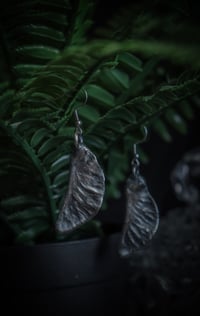 Image 1 of Real maple seed earrings