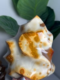 Image 7 of XL ORCA CARNELIAN FLAME -MADAGASCAR-