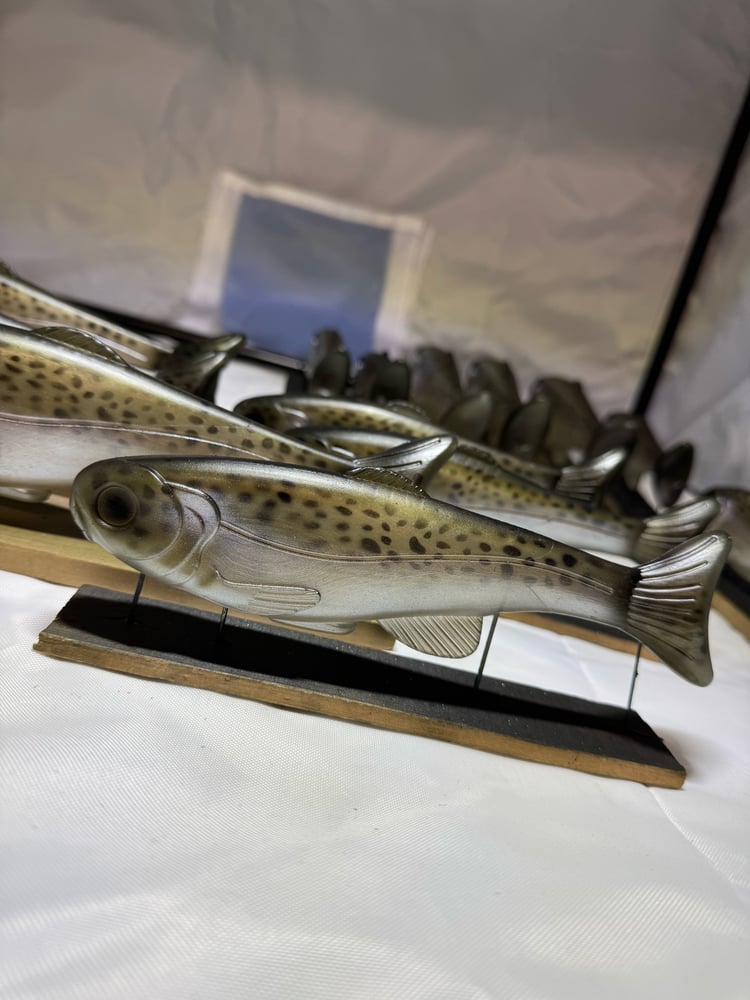 Roma Trout - Rainbow Trout - Image 4