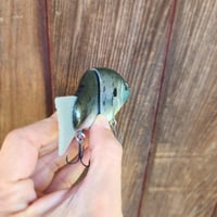 Image 3 of 5" Roof gill (female gill)