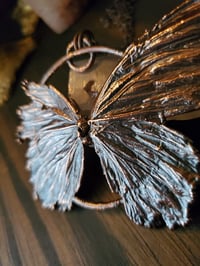 Image 4 of Real Butterfly