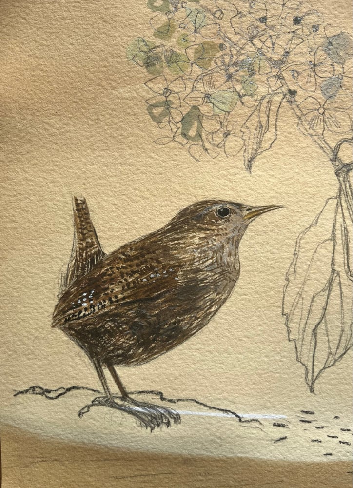 Image of Wren and hydrangea 